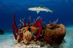 Reef Shark patrolling by Stew Smith 
